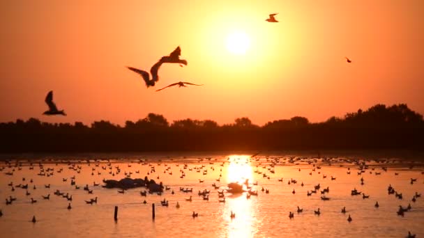 Många pelikaner och fiskmåsar på vatten under sunrise — Stockvideo