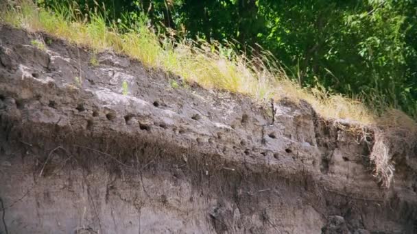 Colonia de golondrinas o aves veloces en la orilla del río — Vídeos de Stock