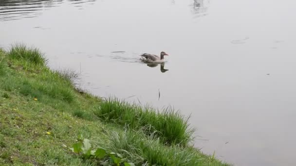 Volwassen gans zwemt in de vijver in de zomer — Stockvideo