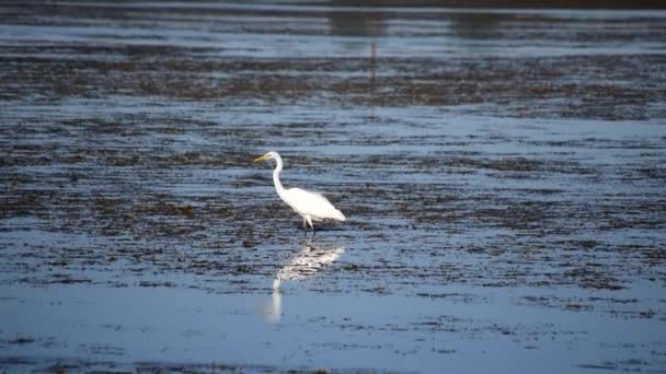 Great egret striding across wetlands — Stock Video