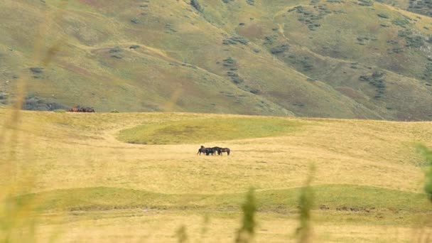 Several black horses far off in mountains — Stock Video