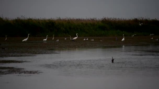 Hérons blancs et gris sur les zones humides — Video