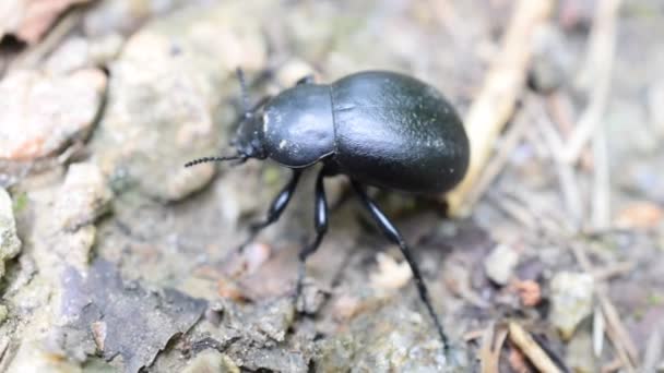 Biegacz czarny chrząszcz, wyłazi na ziemi — Wideo stockowe