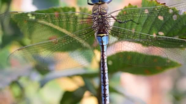 Big dragonfly on green tree foliage — Stock Video