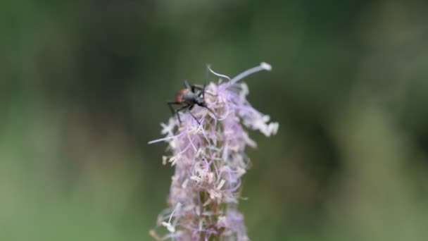 Boktorren bruin verzamelt nectar uit de bloem van de weegbree — Stockvideo