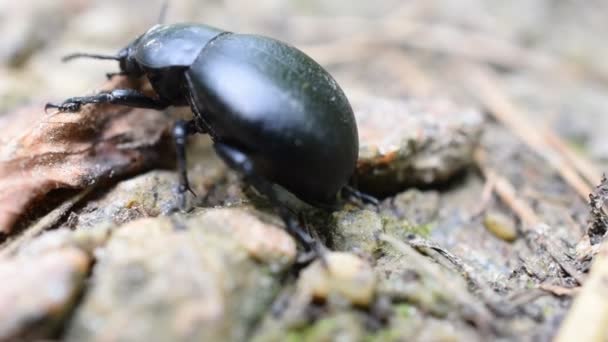 La punaise du scarabée noir rampe sur le sol 