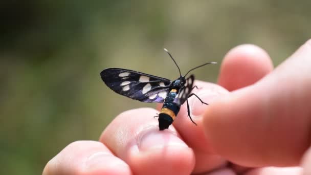 Devět skvrnitý můra motýl na lidské ruce — Stock video