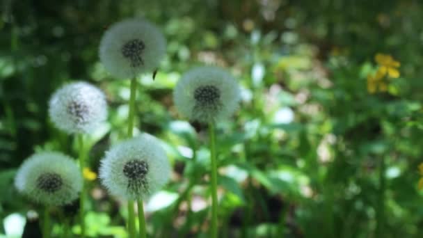 Dientes de león esponjosos en un prado — Vídeos de Stock