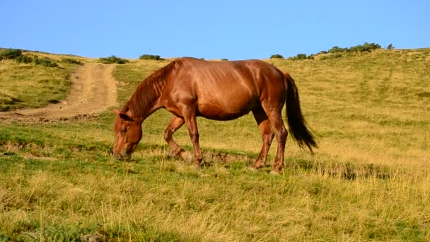 Caballo marrón pastando en un prado — Vídeos de Stock