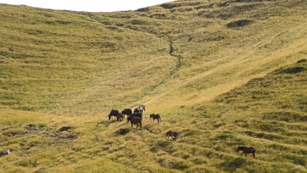 Стадо лошадей ходит по пастбищам в горах — стоковое видео