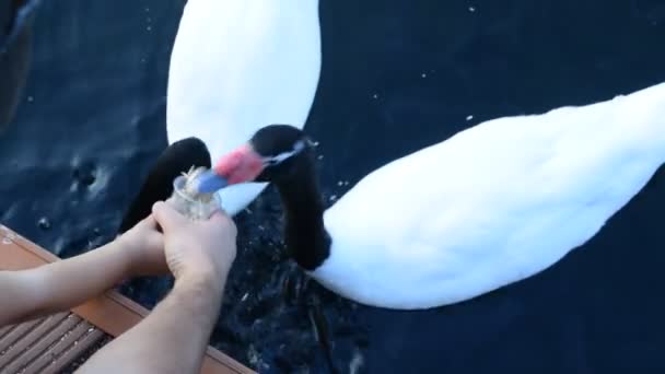 Handen van vader en kind voeding zwarte necked zwanen — Stockvideo