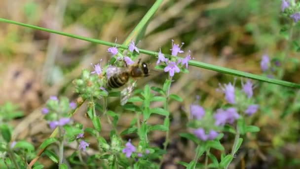 Bees gathering honey from thyme flowers — Stock Video