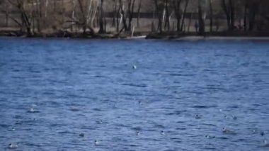 İki martı ışıl ışıl mavi su