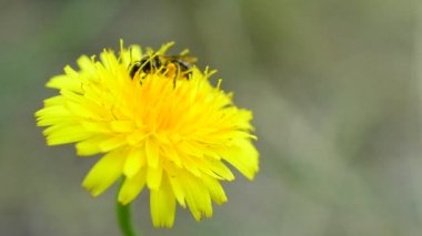 Karahindiba üzerinde alighting ve polen toplama arı
