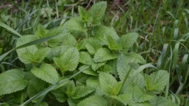 Melissa officinalis. Çerçeveyi dolduran çim kanatları ile yeşil oğul otu