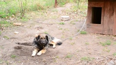 Melez köpek zinciri köpek kulübesi yakınında