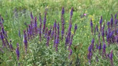 Birçok vahşi mor adaçayı çiçekler arıların nektar veya polen toplama ile bir çayırda