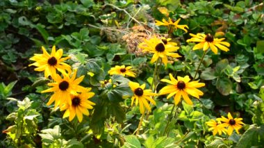 Birçok rudbeckia Çiçek Bahçe
