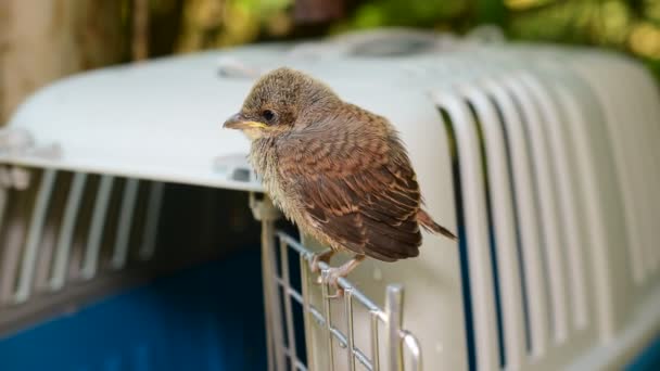 Grasmus fledgling zitstokken op deur van kunststof kooi — Stockvideo