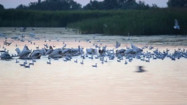 Viele Vögel im Morgengrauen auf dem Wasser — Stockvideo