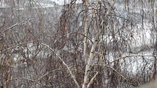白桦背景下积雪的慢运动 — 图库视频影像