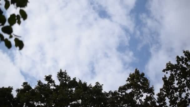 Nuvens brancas se movem acima dos topos das árvores — Vídeo de Stock