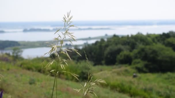 Herbe de prairie panicule sur fond de rivière Dnepr — Video