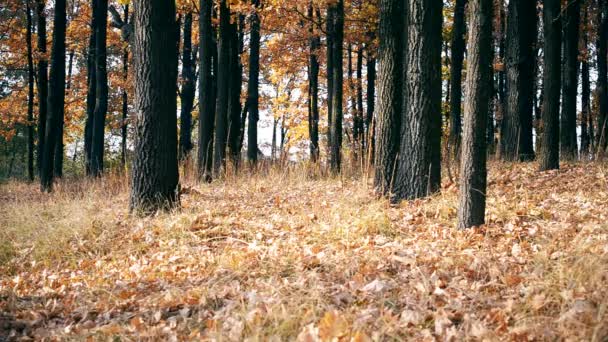 Autumn in a forest — Stock Video