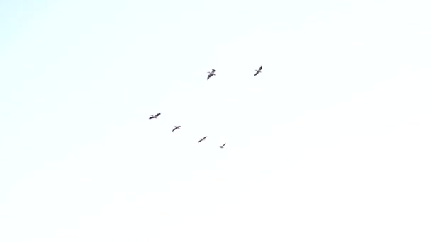 Grandes pelícanos blancos forman formación en V en vuelo — Vídeos de Stock