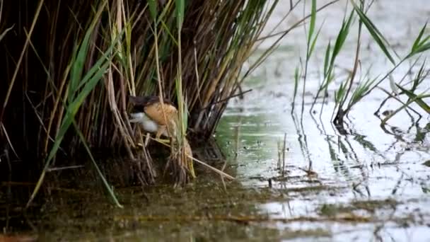 Little bittern hunts in pond and catches a frog — Stock Video