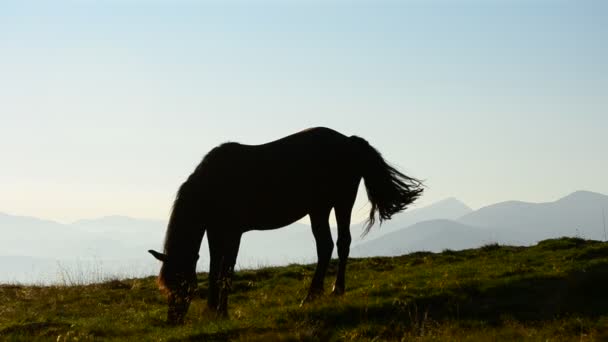 Één paard begrazing bij dageraad op de achtergrond van bergen — Stockvideo