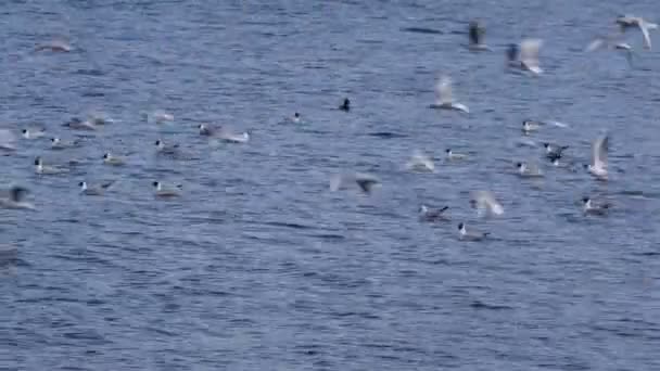 Muchas gaviotas volando sobre el agua azul del mar — Vídeos de Stock