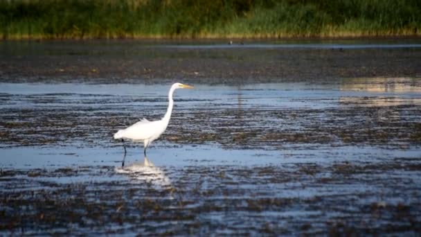 Branco grande egret vagabundo lenta e graciosamente em um lago — Vídeo de Stock