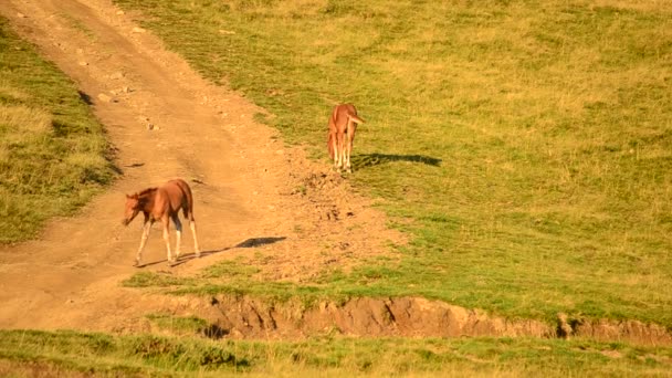 Deux jeunes poulains broutant dans les pâturages à la fin de l'été — Video