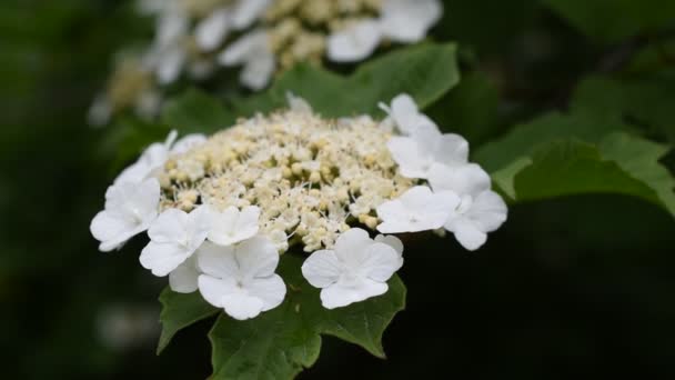 Viburnum vagy arrowwood virágzik a tavaszi — Stock videók