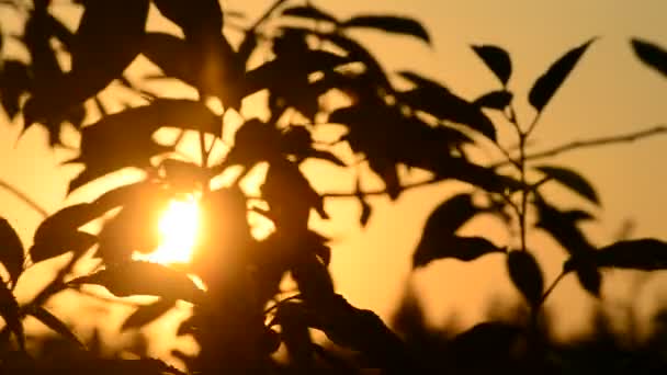 Il sole splende attraverso sagome nere di foglie su albero all'alba — Video Stock