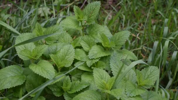 Melissa officinalis. Zelená meduňka s stébel trávy vyplňovat rámeček — Stock video