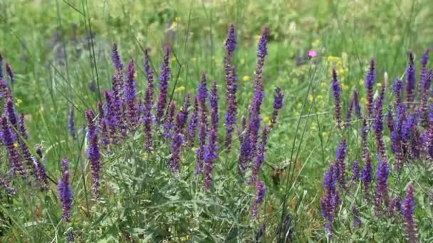 Muitas flores de sábio roxo selvagem em um prado com abelhas coletando néctar ou pólen — Vídeo de Stock