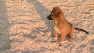 Sevimli sevimli evsiz sokak köpeklerine kumsalı yaz aylarında