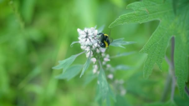 Motherwort 꽃에 꿀벌 — 비디오
