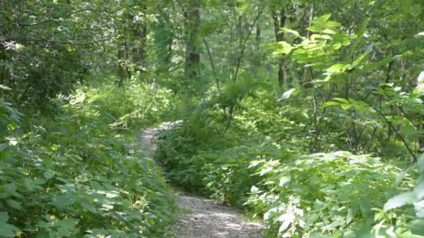 Тропа в зеленом летнем лесу с пышной зеленой листвы — стоковое видео