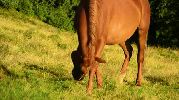 Brown mare grazing on pasture in late summer — Stock Video