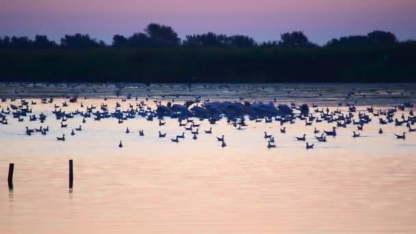 Wielkie białe pelikany pływać i paszy na wodzie z seagulls — Wideo stockowe