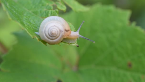 Lumaca siede e striscia su orlo di una foglia verde — Video Stock