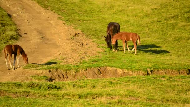 Una yegua y dos potros pastando en el pasto — Vídeos de Stock