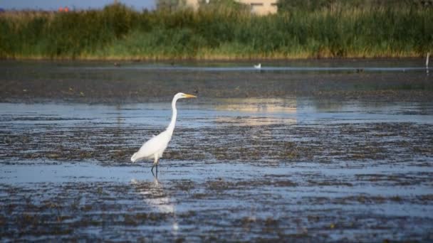 Grande egret vagando lentamente em um lago no verão — Vídeo de Stock
