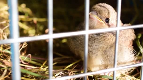 Whitethroat fledgeling in a plastic cage — Stock Video