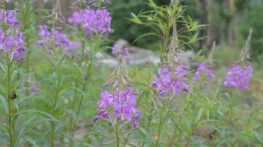 Bir orman fireweed çiçeklenir. Chamerion angustifolium