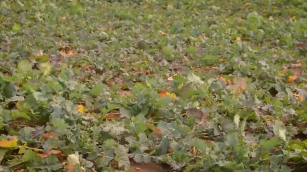 Groene weide met blaadjes van verkrachting planten vullen het frame — Stockvideo