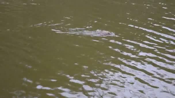 Muskrat nada y luego se sumerge en el agua en el estanque o el río Video de stock libre de derechos